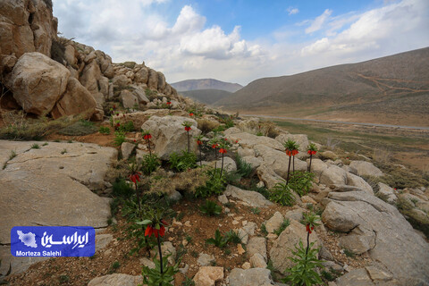 دشت لاله‌های واژگون دهاقان