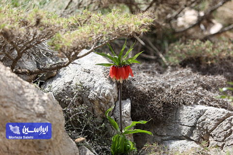 دشت لاله‌های واژگون دهاقان