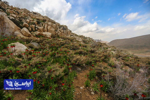 دشت لاله‌های واژگون دهاقان