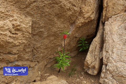 دشت لاله‌های واژگون دهاقان