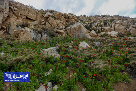 دشت لاله‌های واژگون دهاقان