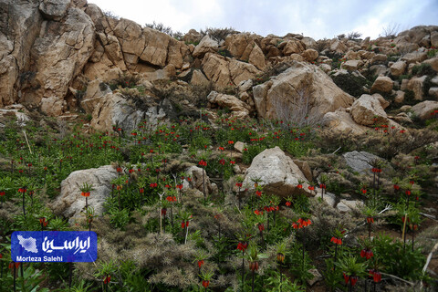 دشت لاله‌های واژگون دهاقان