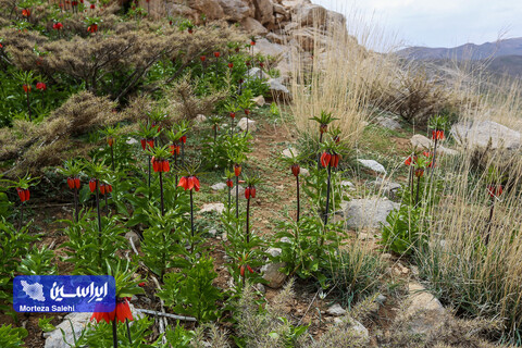 دشت لاله‌های واژگون دهاقان