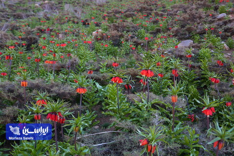 دشت لاله‌های واژگون دهاقان