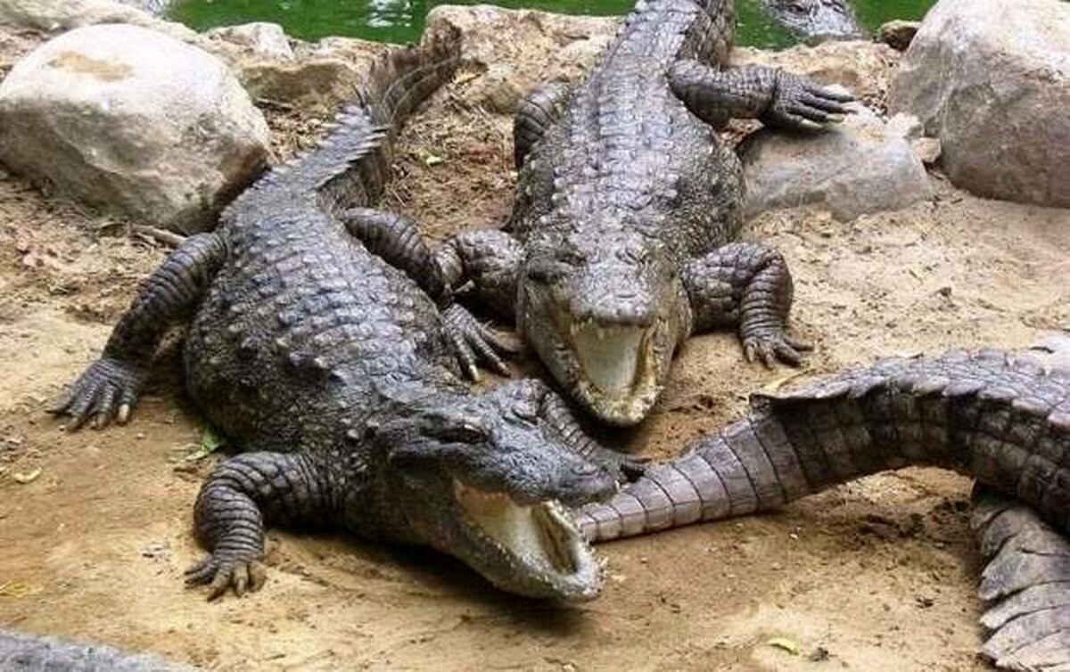 سیل زدگان سیستان مراقب تمساح باشند