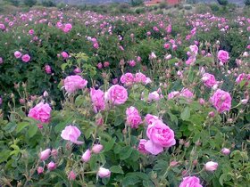 تولید ۶۸ هزار تن گل محمدی در کشور