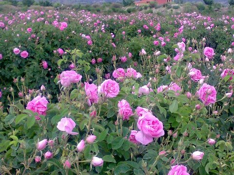 گل محمدی