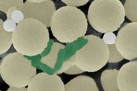 رباتهای مینیاتوری میکروپلاستیکها را از آب آلوده جذب میکنند مولکول