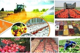 هدف گذاری رشد ۲۵ درصدی صادرات محصولات کشاورزی در برنامه هفتم