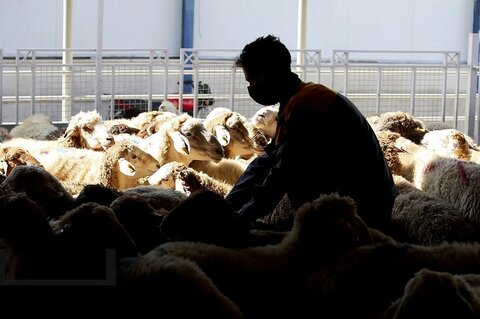 خرید گوسفند برای عید قربان چقدر آب میخورد؟ عید قربان