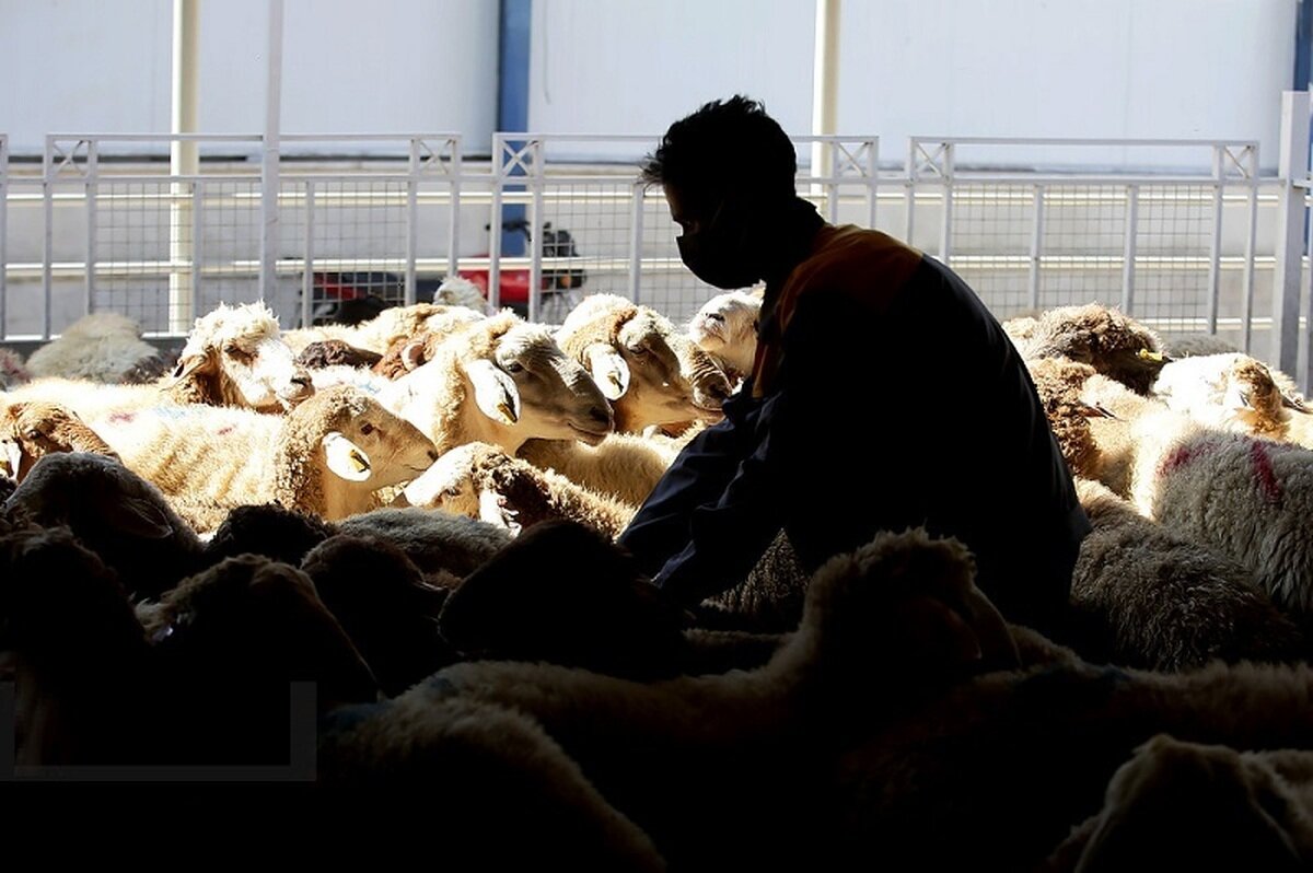 خرید گوسفند برای عید قربان چقدر آب می‌خورد؟