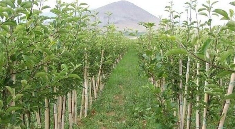 افزایش ۳۰ درصدی تولید محصولات باغی با به‌کارگیری نهال‌های گواهی شده