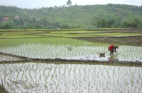 کاهش ۳۵ درصدی انتشار متان حاصل از کشت برنج با یک ترفند جدید