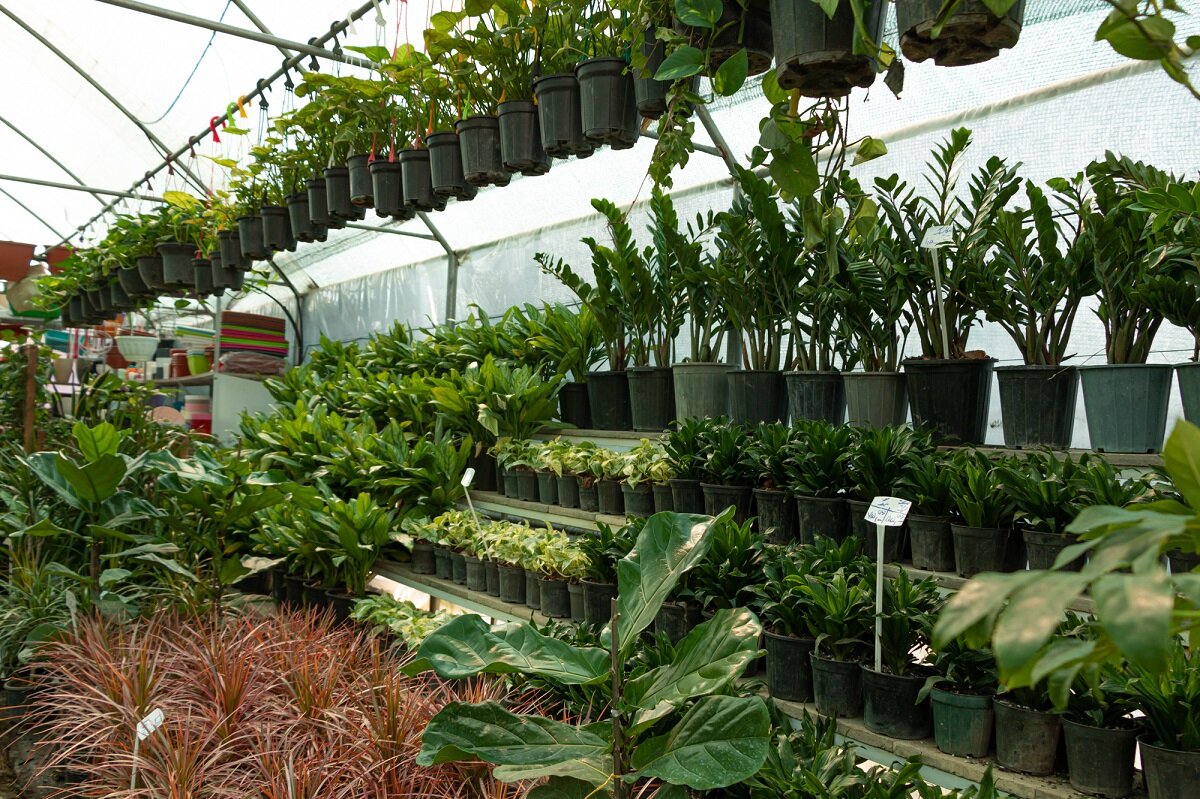  تولید ۵۹ میلیون واحد انواع گیاهان تزئینی در اصفهان 