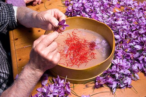 ارز نیمایی سد راه صادرات طلا سرخ ایران زعفران