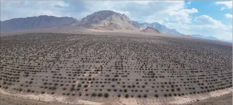 موفقیت ۹۰ درصدی پروژه کشت بیولوژیک هزار هکتاری بذر بادام دیم به همت فولاد مبارکه کشت بادام