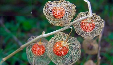 دستیابی ایران به فناوری کشت سلولی گیاهی برای تولید ترکیبات ضد سرطان گیاه دارویی