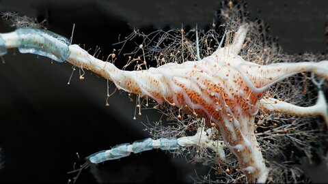 عبور موفق مولکولهای درمانی از سد محافظتی مغز مولکول