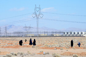 پویش مردمی کاشت ۲ هزار هکتار بذر بادام کوهی در شهرستان مبارکه با مشارکت فولاد مبارکه