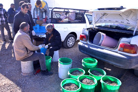 پویش مردمی کاشت ۲ هزار هکتار بذر بادام کوهی در شهرستان مبارکه با مشارکت فولاد مبارکه