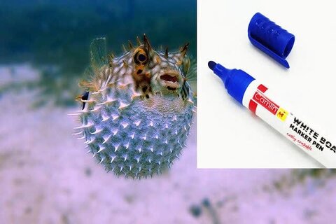 این ماژیک با سم ماهی بادکنکی پر شده است! فناوری