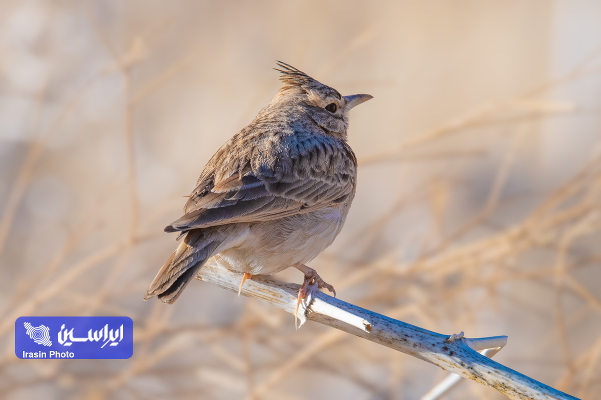 زیست سبز غول صنعت فولاد ایران در ۱۴۰۳