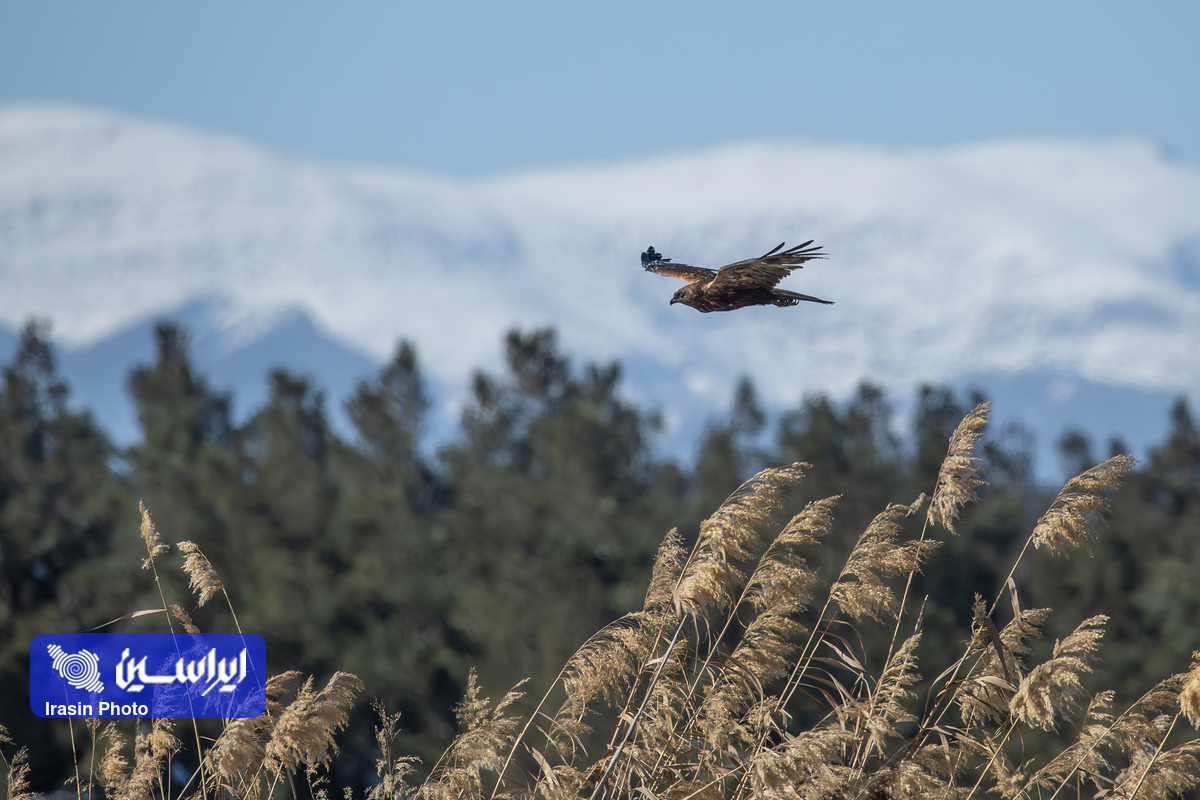 زیست سبز غول صنعت فولاد ایران در ۱۴۰۳