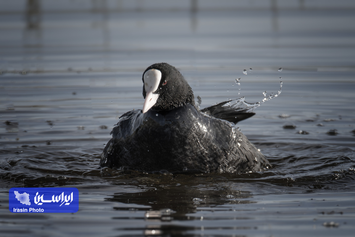 زیست سبز غول صنعت فولاد ایران در ۱۴۰۳