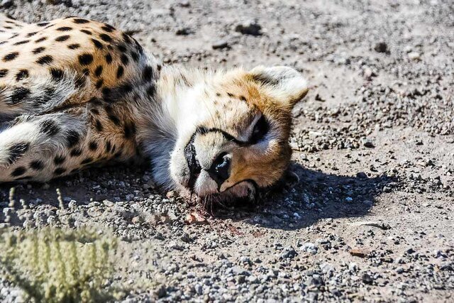 مرگ ۶۸ قلاده یوز از سال ۸۰ تاکنون