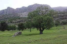 جنگل های زاگرس