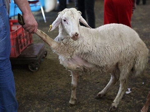 قیمت دام در آستانه عید قربان گوسفند