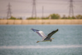 مهاجرت ۱۴ تا ۱۸ هزار پرنده به فولاد مبارکه؛ نمونه‌ای موفق از همزیستی صنعت و محیط‌زیست