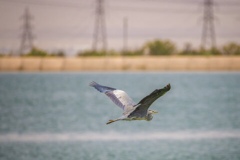 مهاجرت ۱۴ تا ۱۸ هزار پرنده به فولاد مبارکه؛ نمونهای موفق از همزیستی صنعت و محیطزیست محیط زیست فولاد مبارکه