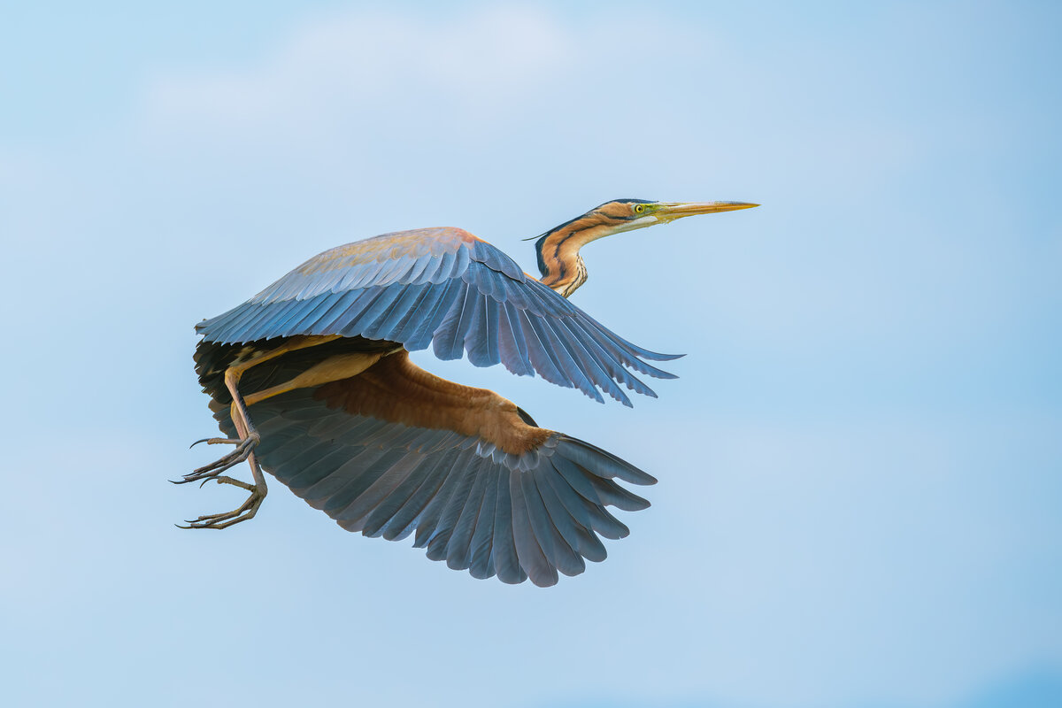 مهاجرت ۱۴ تا ۱۸ هزار پرنده به فولاد مبارکه؛ نمونهای موفق از همزیستی صنعت و محیطزیست