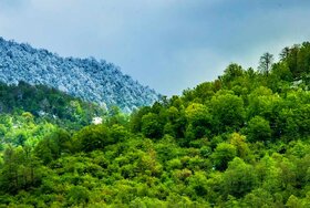 تدوین طرح مدیریت بیش از ۵۰ درصد جنگل‌های هیرکانی تا پایان سال