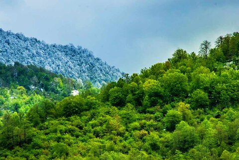 جنگل‌های هیرکانی