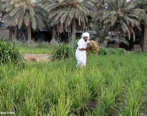 طلای سفید، بهای سبز کشت برنج