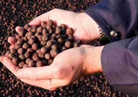 قلب تپنده فولاد زیر تیغ تعرفه گاز