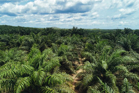 تصاحب معدن در اندونزی، شوک به بازار جهانی
