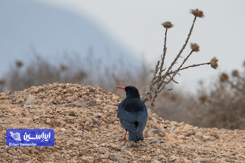 هم‌زیستی صنعت و طبیعت در قلب تولید