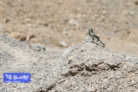 معدن دولومیت اسفه