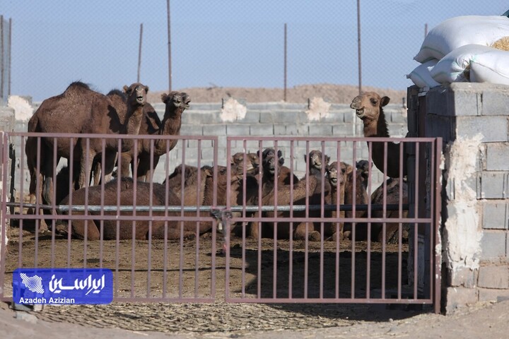 عملیات اکتشاف در پهنه چغندری اردستان
