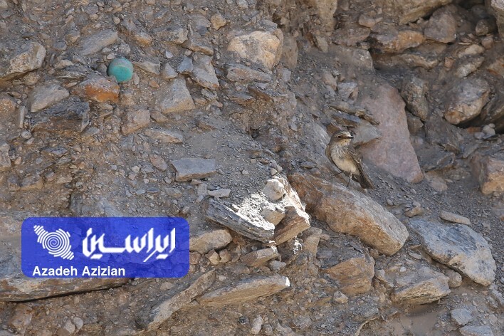 عملیات اکتشاف در پهنه چغندری اردستان
