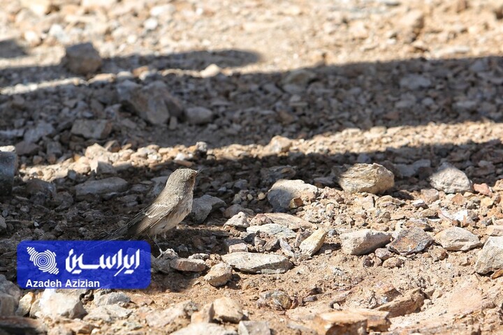 عملیات اکتشاف در پهنه چغندری اردستان