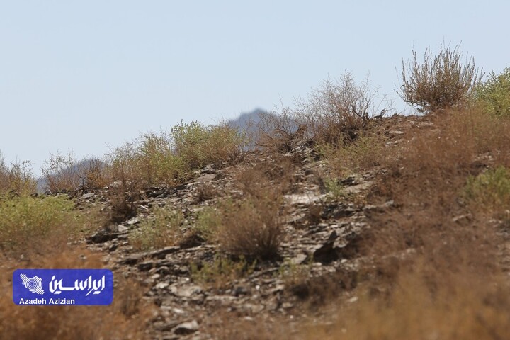 عملیات اکتشاف در پهنه چغندری اردستان